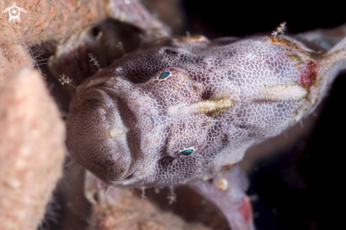 A Freckled Frogfish