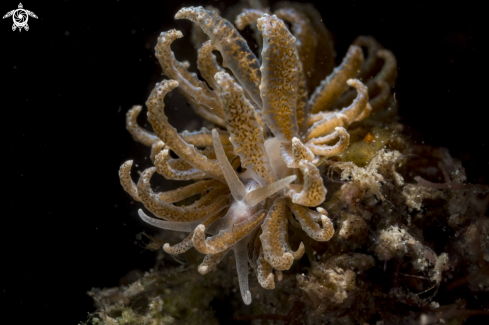 A Phyllodesmium crypticum