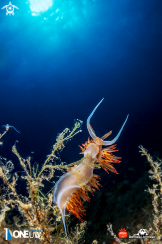 A Dondice banyulensis