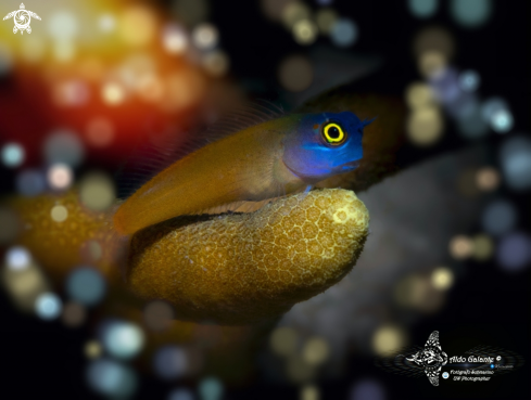 A Blue Face Blenny