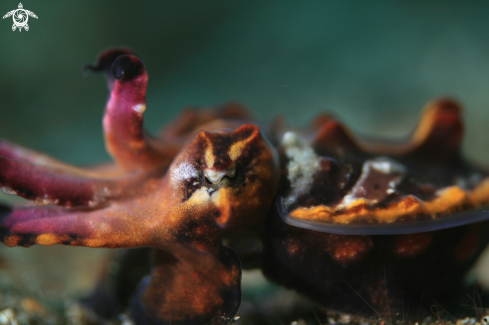 A Flamboyant Cuttlefish