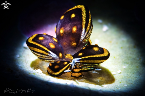 A Butterfly Sea Slug 