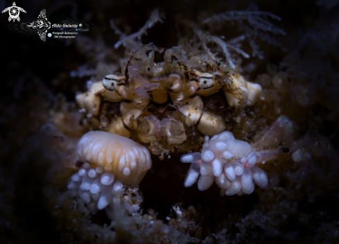 A Decorator Boxer Crab (Crab size:10-15 mm/0.40-0.59 inch.)