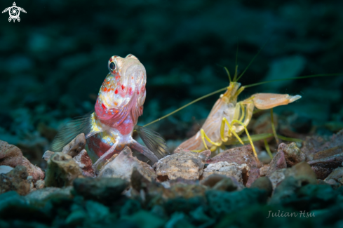 A Goby & Pistol Shrimp