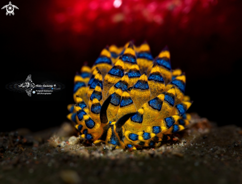 A Costasiella Sea Slug