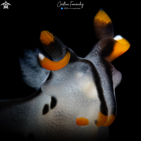 A Nudibranch