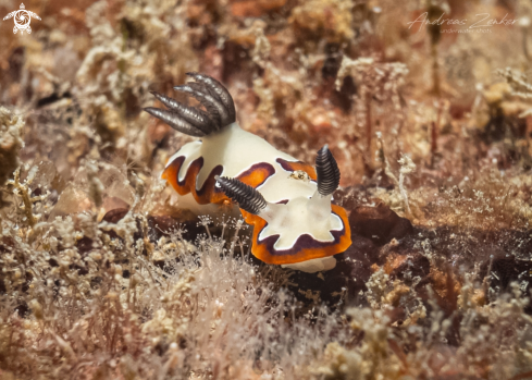 A Reliable Nudibranch