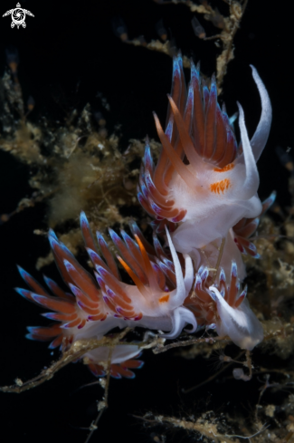 A Cratena nudibranch