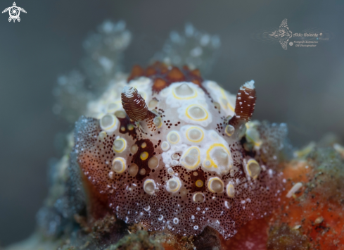 A Carminodoris Nudibranch