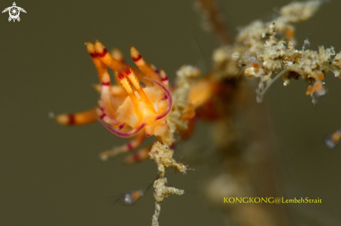 A Nudibranch (Flabellina)