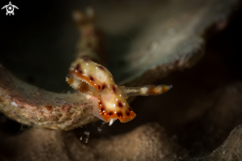 A Hypselodoris maculosa nudibranch 