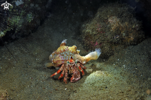 A hermit crab