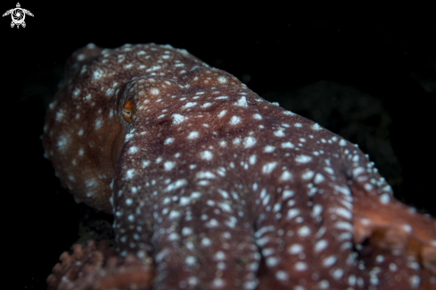 A Stary Night Octopus