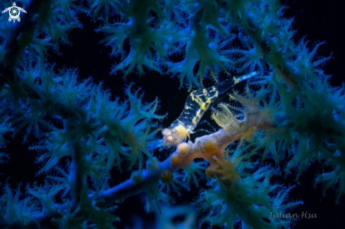 A Gorgonian Shrimp