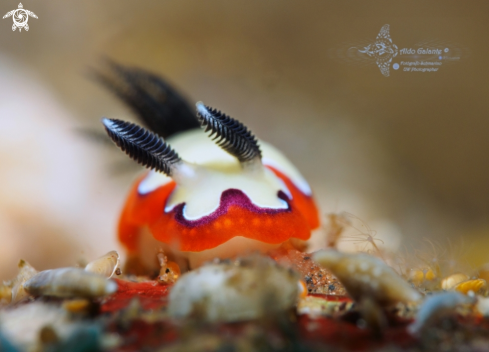 A Goniobranchus Nudibranch