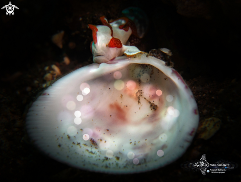 A Tiny Warty Frogfish 