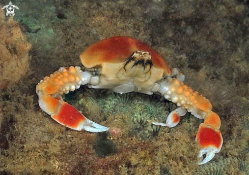 A porcelain crab