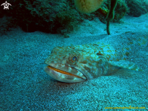 A Pesce lucertola