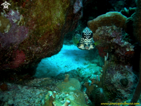 A Pesce tronco liscio o pesce scatola triangolare