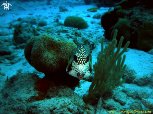 A Pesce tronco liscio o pesce scatola triangolare 