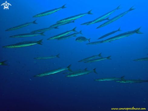 A Barracuda boccagialla o barracuda mediterraneo