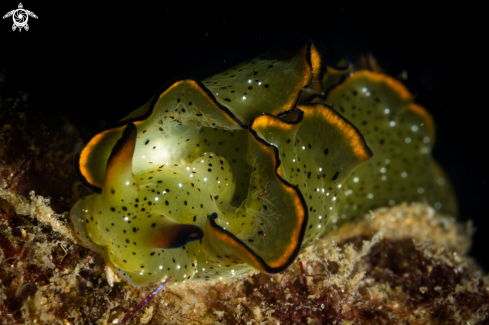 A Elysa ornata nudibranch