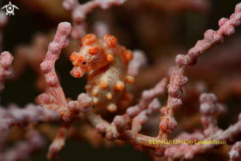 A Pygmy Seahorse