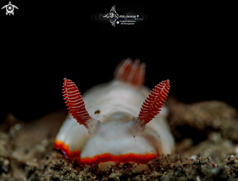 A Goniobranchus Nudibranch.