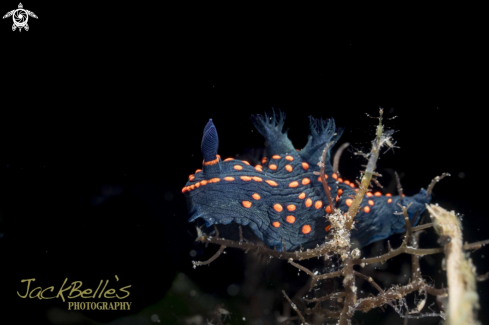 A Nembrotha sp