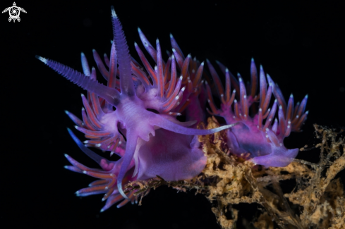 A Flabellina nudibranch