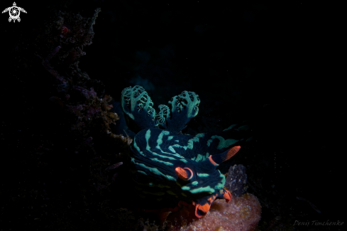 A NUDIBRANCH