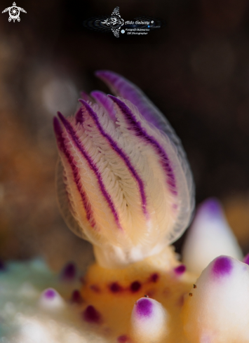 A Mexichromis multituberculata (Baba, 1953) | Nudibranch