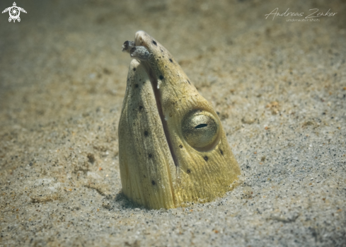 A Highfin snake eel 