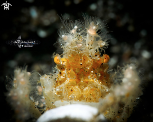 A Decorator Crab 