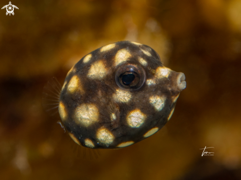 A Smooth Trunkfish