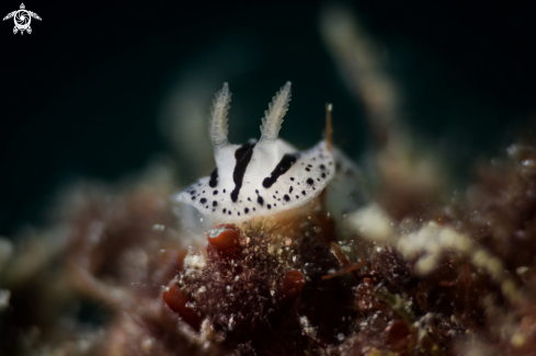 A Phyllidiopsis xishaensis nudibranch 