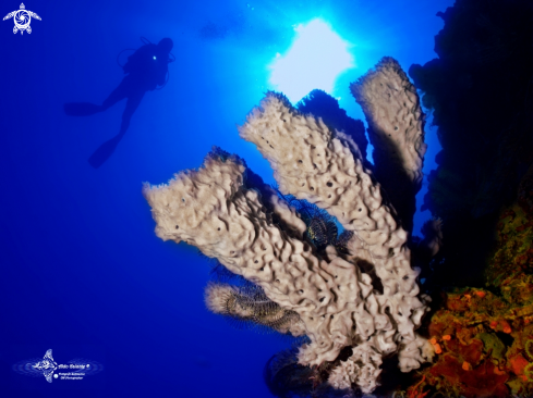 A Petrosia (Petrosia) lignosa (Wilson, 1925) | Salvador Dali Sponge
