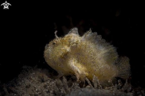 A Abantennarius coccineus