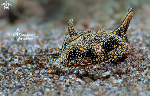 A Gastropteron bicornutum Baba & Tokioka, 1965 | Sea Slug