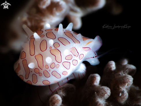 A Egg Cowrie