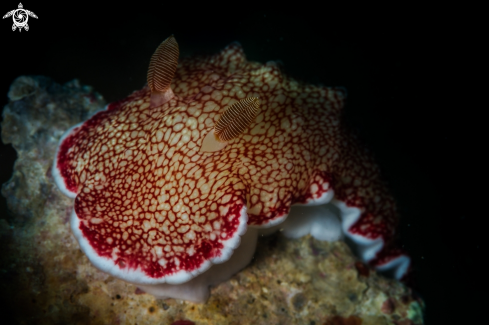 A Reticulated nudibranch