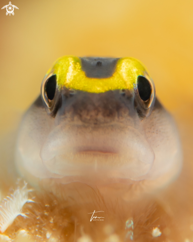 A Sharknose Goby