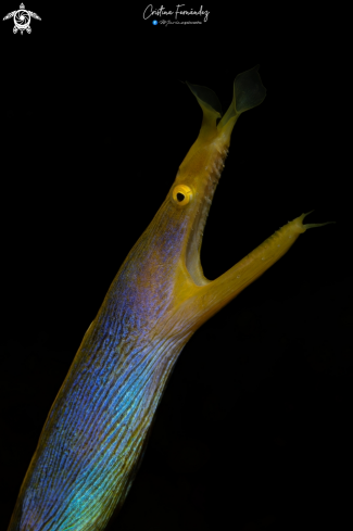 A Ribbon Eel