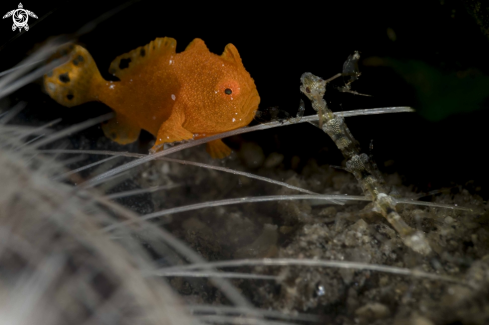 A Painted Frogfish