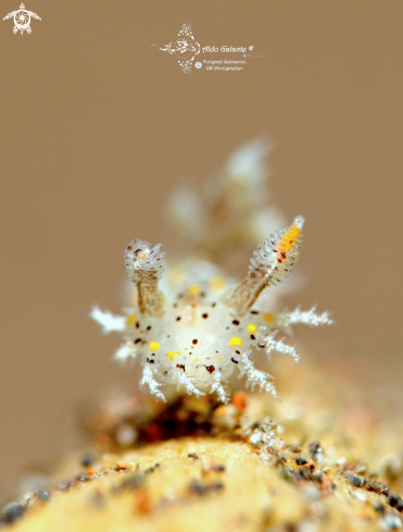 A Nudibranch