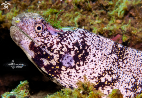 A Moray Eel