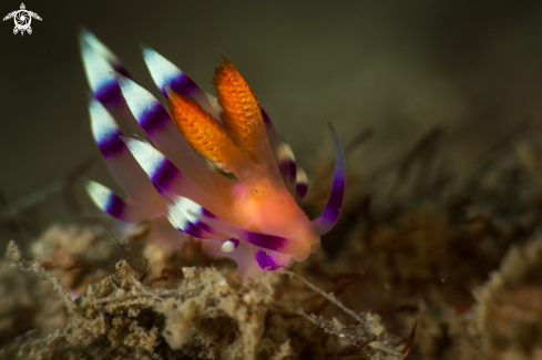 A Coryphellina exoptata nudibranch