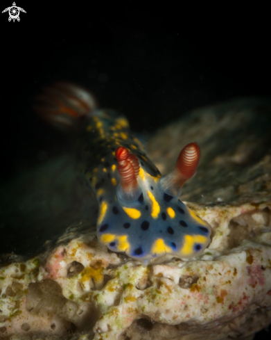 A Hypselodoris infucata nudibranch