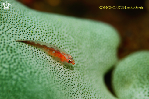 A Ghostgoby