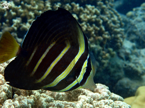 A Pesce chirurgo tigrato